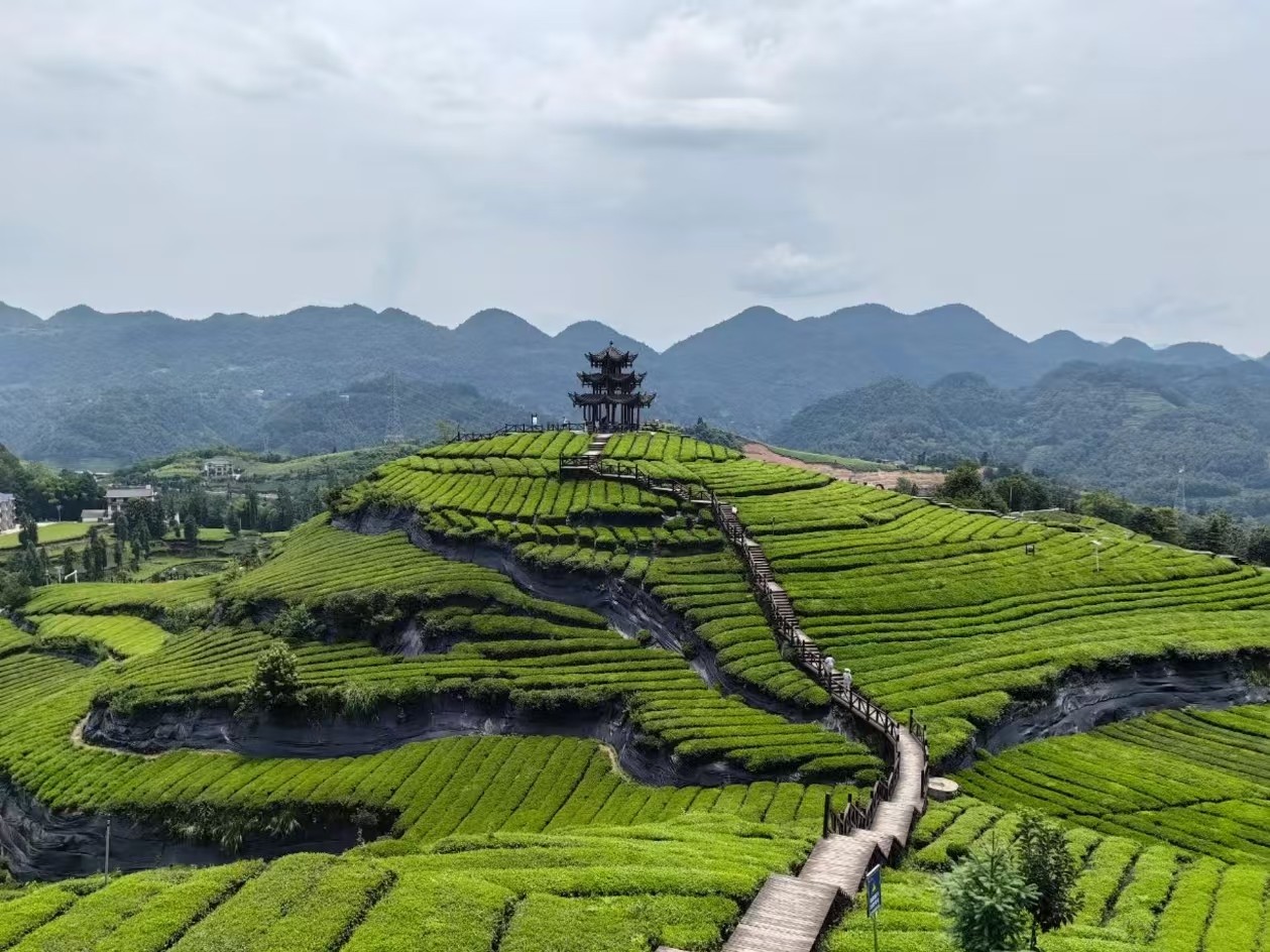 宣恩伍家台贡茶园