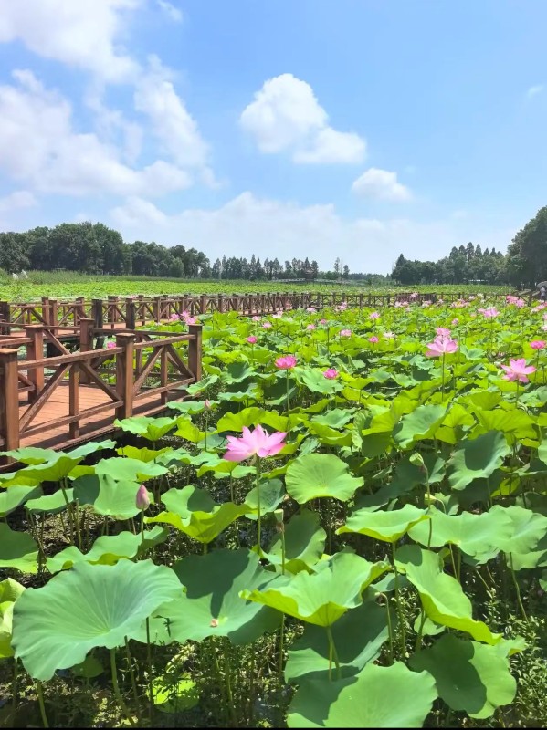 洪湖生态旅游区