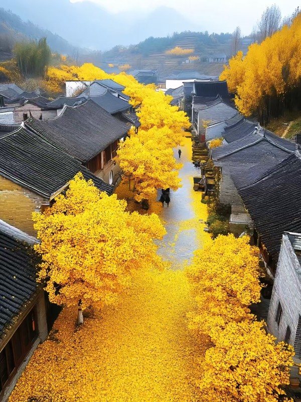 腾冲银杏村